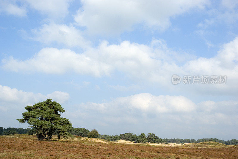 荷兰景观:沙丘(Wekeromse Zand)和松树